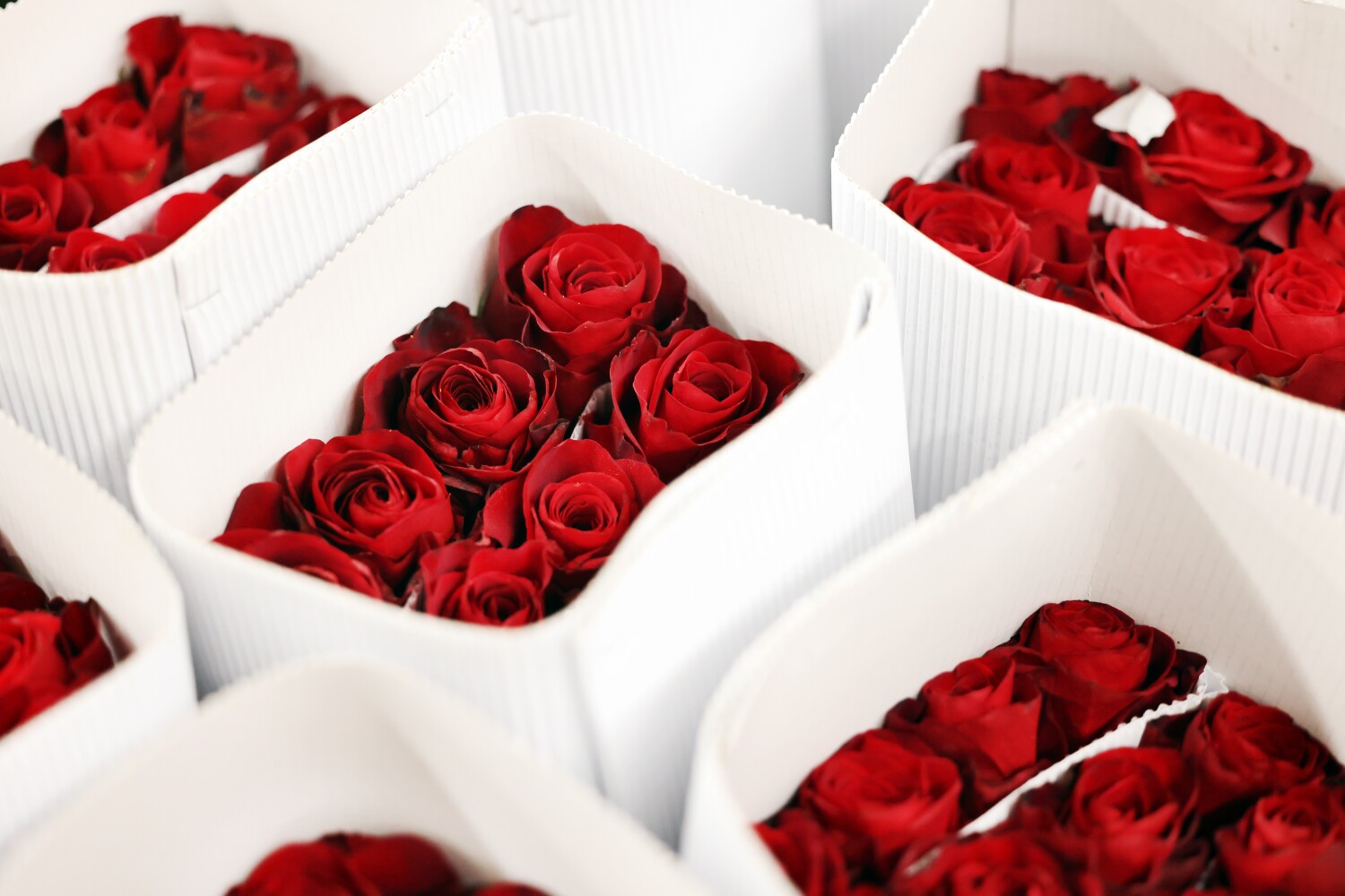 Photos | The Los Angeles Flower Market prepares for Valentine's Day